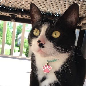 Meet your Posher, Laney